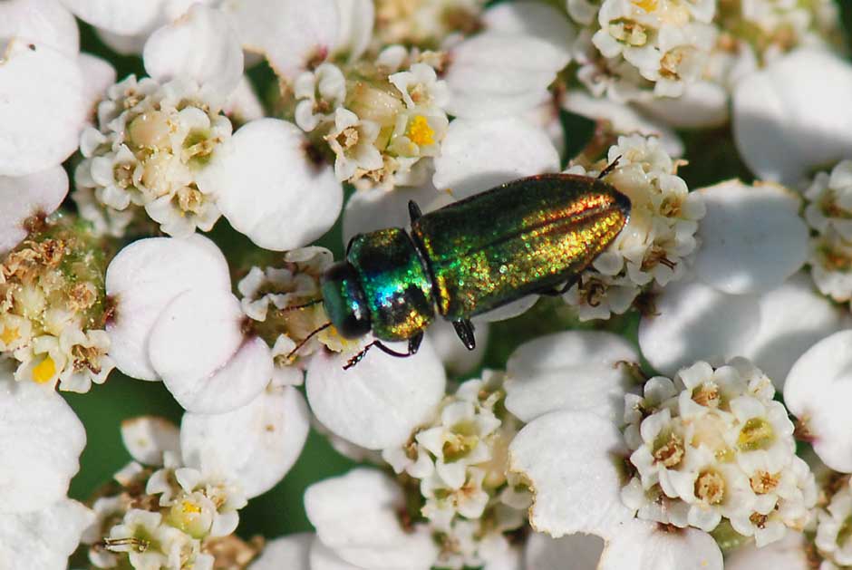 Buprestidae da ID. Anthaxia